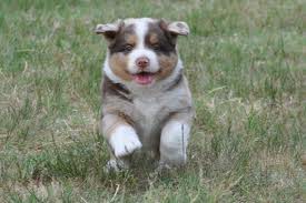 Bébé berger australien